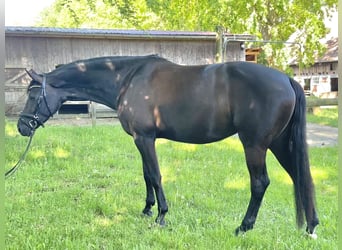 Westphalian, Mare, 5 years, 16.1 hh, Black