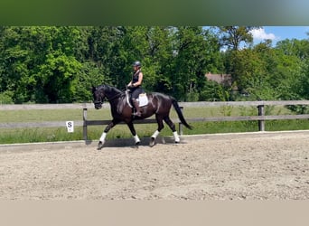 Westphalian, Mare, 5 years, 16.1 hh, Black