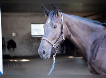 Westphalian, Mare, 5 years, 16,1 hh, Black