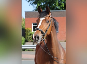 Westphalian, Mare, 5 years, 16,1 hh, Brown