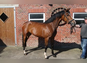 Westphalian, Mare, 5 years, 16,1 hh, Brown