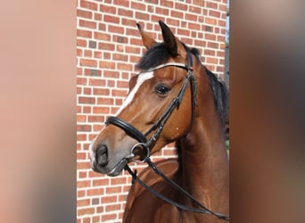 Westphalian, Mare, 5 years, 16,1 hh, Brown