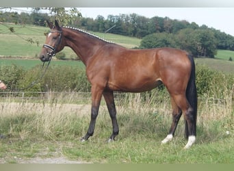 Westphalian, Mare, 5 years, 16.1 hh, Brown