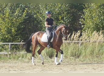 Westphalian, Mare, 5 years, 16.1 hh, Brown