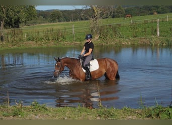 Westphalian, Mare, 5 years, 16.1 hh, Brown