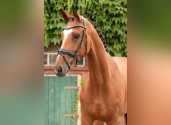 Westphalian, Mare, 5 years, 16.1 hh, Brown