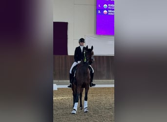 Westphalian, Mare, 5 years, 16.1 hh, Brown