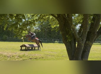 Westphalian, Mare, 5 years, 16.1 hh, Brown