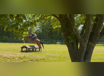 Westphalian, Mare, 5 years, 16.1 hh, Brown