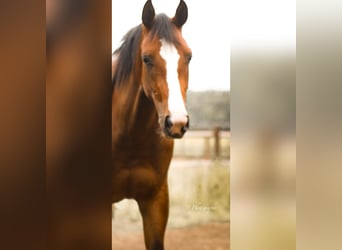 Westphalian, Mare, 5 years, 16.1 hh, Brown