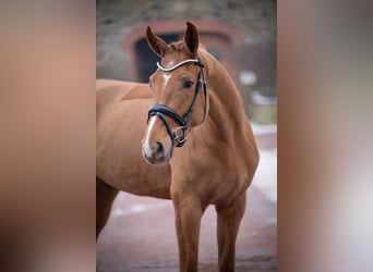 Westphalian, Mare, 5 years, 16.1 hh, Chestnut-Red
