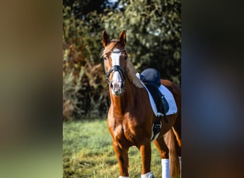 Westphalian, Mare, 5 years, 16,1 hh, Chestnut-Red