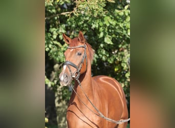 Westphalian, Mare, 5 years, 16,1 hh, Chestnut-Red