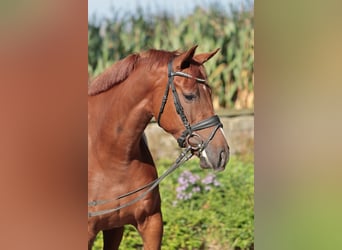 Westphalian, Mare, 5 years, 16,1 hh, Chestnut-Red