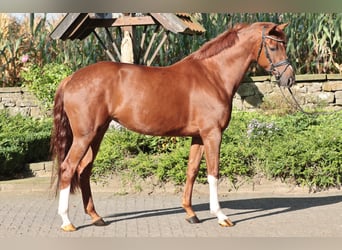 Westphalian, Mare, 5 years, 16,1 hh, Chestnut-Red