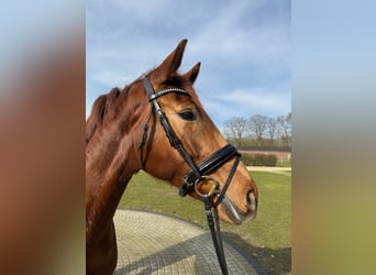 Westphalian, Mare, 5 years, 16,1 hh, Chestnut-Red