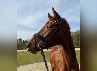 Westphalian, Mare, 5 years, 16,1 hh, Chestnut-Red