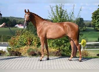 Westphalian, Mare, 5 years, 16,1 hh, Chestnut-Red