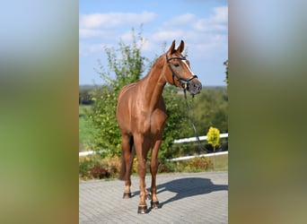 Westphalian, Mare, 5 years, 16,1 hh, Chestnut-Red