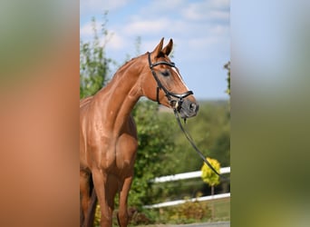 Westphalian, Mare, 5 years, 16,1 hh, Chestnut-Red