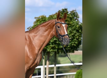 Westphalian, Mare, 5 years, 16,1 hh, Chestnut-Red