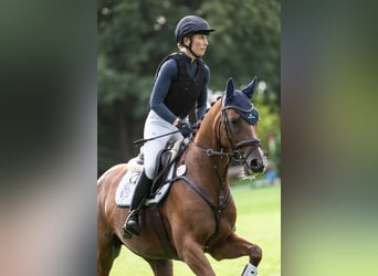 Westphalian, Mare, 5 years, 16.1 hh, Chestnut-Red Westphalian, Mare, 5 years, 16.1 hh, Chestnut-Red