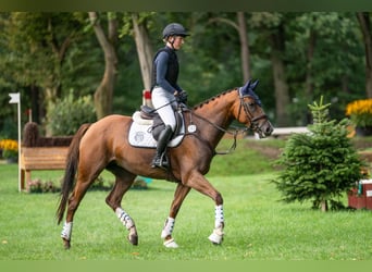 Westphalian, Mare, 5 years, 16.1 hh, Chestnut-Red Westphalian, Mare, 5 years, 16.1 hh, Chestnut-Red