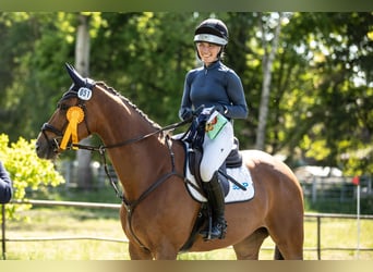 Westphalian, Mare, 5 years, 16.1 hh, Chestnut-Red Westphalian, Mare, 5 years, 16.1 hh, Chestnut-Red