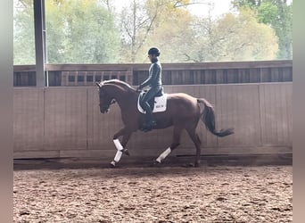 Westphalian, Mare, 5 years, 16.1 hh, Chestnut-Red