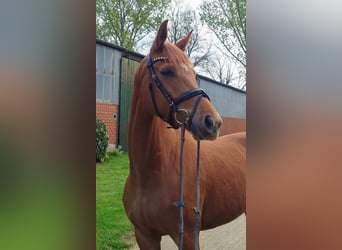 Westphalian, Mare, 5 years, 16,1 hh, Chestnut-Red