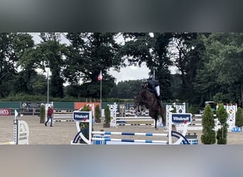 Westphalian, Mare, 5 years, 16.1 hh, Chestnut