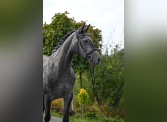Westphalian, Mare, 5 years, 16.1 hh, Gray-Dapple