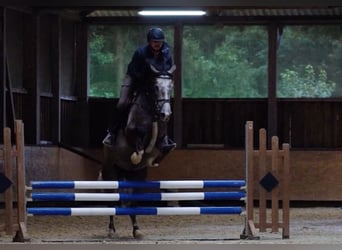 Westphalian, Mare, 5 years, 16.1 hh, Gray