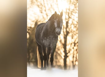 Westphalian, Mare, 5 years, 16.1 hh, Grey-Dark-Tan