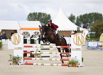 Westphalian, Mare, 5 years, 16.1 hh, Smoky-Black