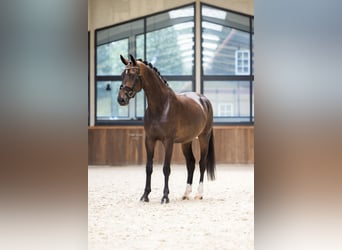 Westphalian, Mare, 5 years, 16.2 hh, Bay-Dark