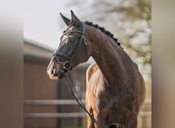 Westphalian, Mare, 5 years, 16.2 hh, Bay-Dark