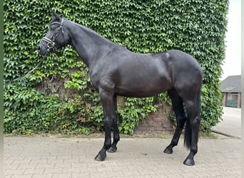 Westphalian, Mare, 5 years, 16.2 hh, Black