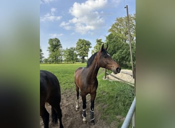 Westphalian, Mare, 5 years, 16,2 hh, Brown