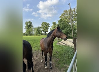 Westphalian, Mare, 5 years, 16,2 hh, Brown