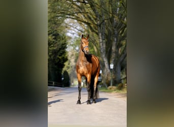 Westphalian, Mare, 5 years, 16.2 hh, Brown