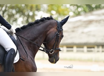 Westphalian, Mare, 5 years, 16.2 hh, Brown