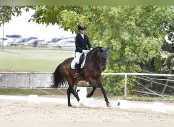 Westphalian, Mare, 5 years, 16.2 hh, Brown
