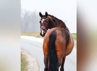 Westphalian, Mare, 5 years, 16.2 hh, Brown
