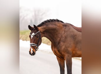 Westphalian, Mare, 5 years, 16.2 hh, Brown