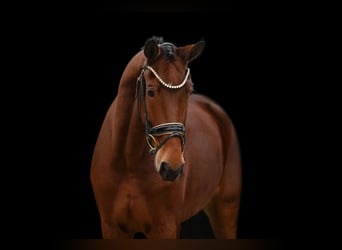 Westphalian, Mare, 5 years, 16,2 hh, Brown