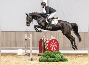 Westphalian, Mare, 5 years, 16.2 hh, Brown