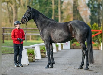 Westphalian, Mare, 5 years, 16.2 hh, Brown