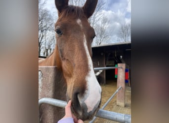 Westphalian, Mare, 5 years, 16.2 hh, Chestnut