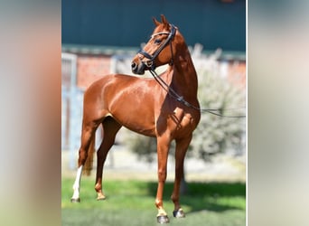 Westphalian, Mare, 5 years, 16.2 hh, Chestnut-Red